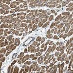 Atlas Antibodies Anti-CHST15 Antibody