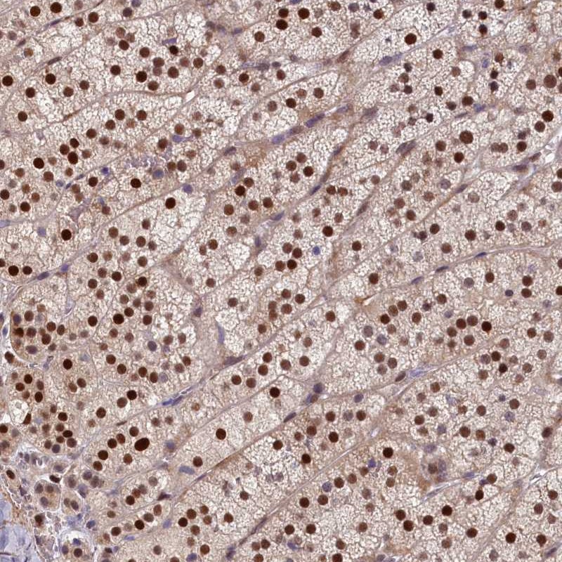 Atlas Antibodies Anti-CHST12 Antibody