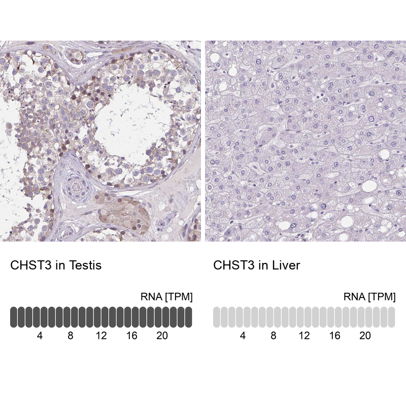 Atlas Antibodies Anti-CHST3 Antibody