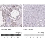 Atlas Antibodies Anti-CHST3 Antibody