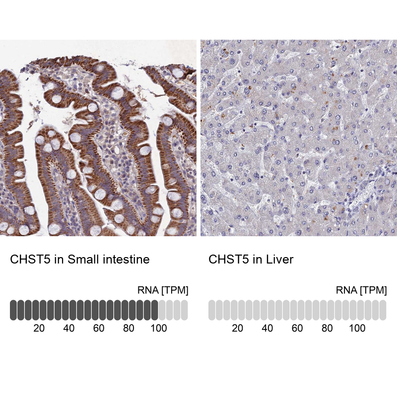 Atlas Antibodies Anti-CHST5 Antibody