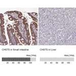 Atlas Antibodies Anti-CHST5 Antibody
