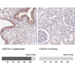 Atlas Antibodies Anti-CHST4 Antibody
