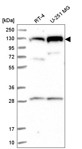 Atlas Antibodies Anti-CHTF18 Antibody