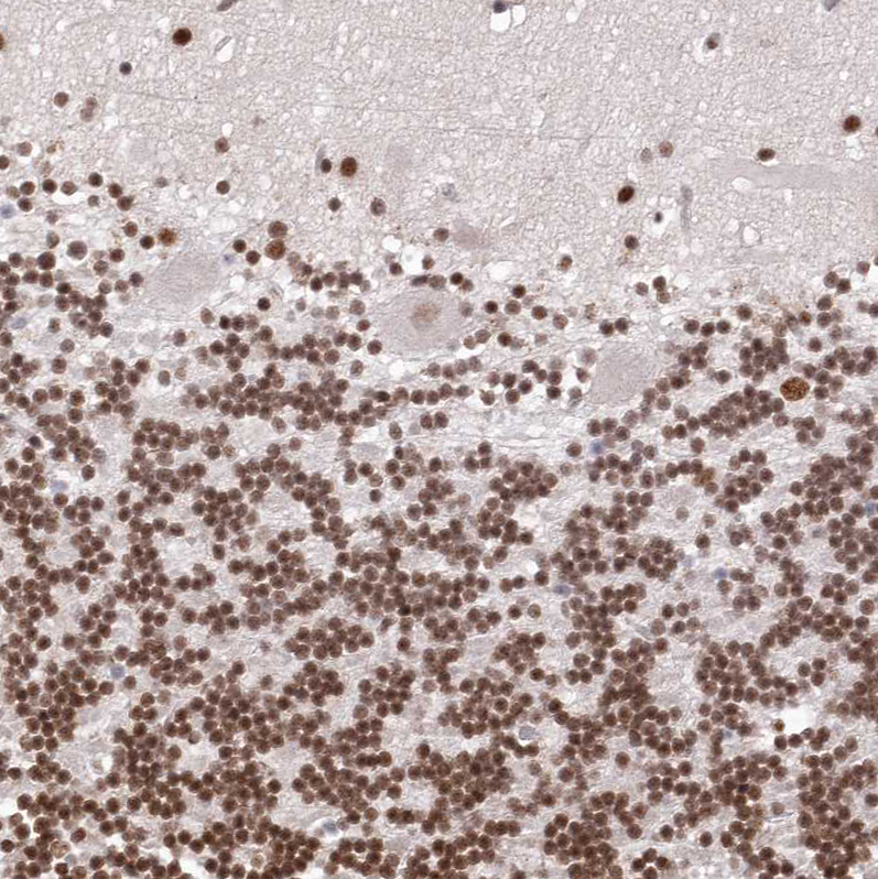 Atlas Antibodies Anti-CHTOP Antibody