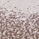Atlas Antibodies Anti-CHTOP Antibody
