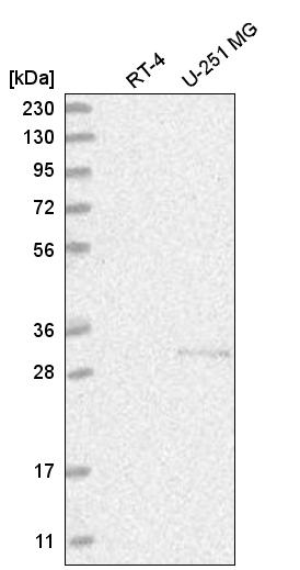 Atlas Antibodies Anti-CHTOP Antibody