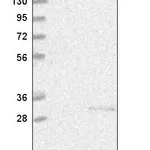 Atlas Antibodies Anti-CHTOP Antibody