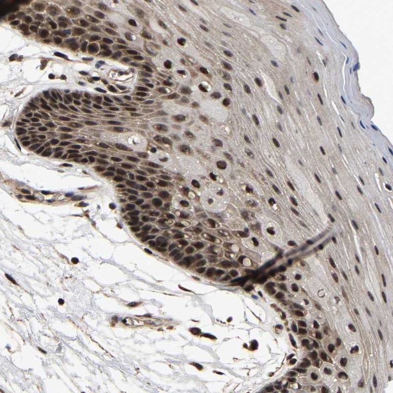 Atlas Antibodies Anti-CIAO1 Antibody