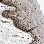 Atlas Antibodies Anti-CIAO1 Antibody