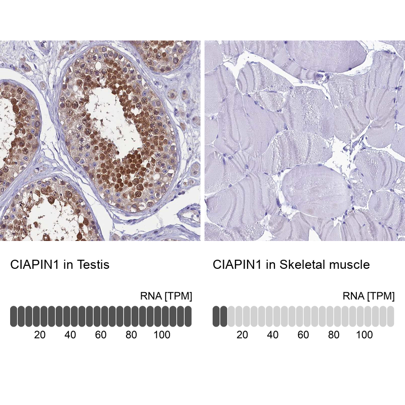 Atlas Antibodies Anti-CIAPIN1 Antibody