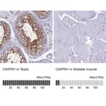 Atlas Antibodies Anti-CIAPIN1 Antibody
