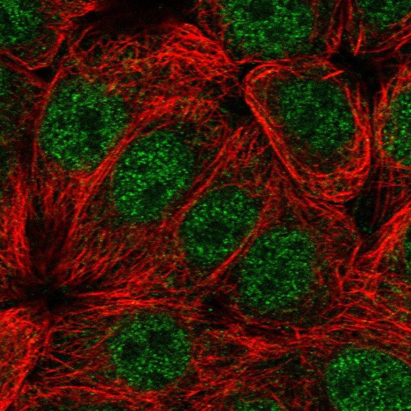 Atlas Antibodies Anti-CIART Antibody