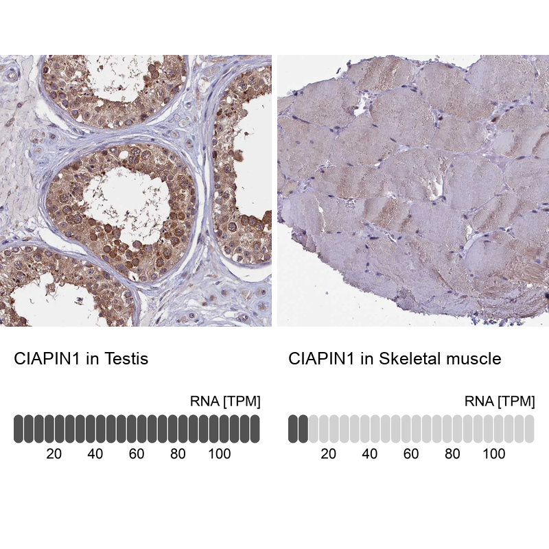 Atlas Antibodies Anti-CIAPIN1 Antibody