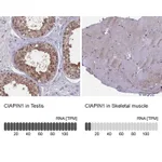 Atlas Antibodies Anti-CIAPIN1 Antibody