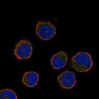 Atlas Antibodies Anti-CIB3 Antibody