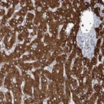Atlas Antibodies Anti-CIB4 Antibody