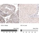Atlas Antibodies Anti-CIC Antibody