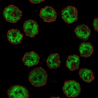 Atlas Antibodies Anti-CIITA Antibody