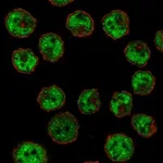 Atlas Antibodies Anti-CIITA Antibody