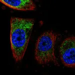 Atlas Antibodies Anti-CISD1 Antibody