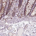 Atlas Antibodies Anti-CISD3 Antibody