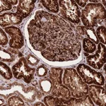 Atlas Antibodies Anti-CISH Antibody
