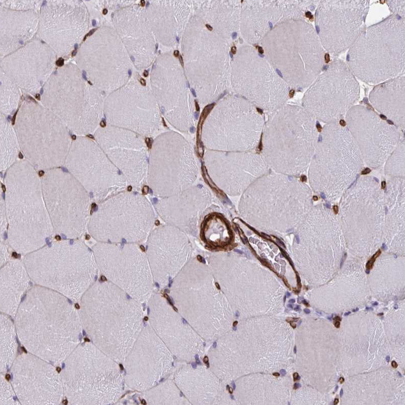 Atlas Antibodies Anti-CITED4 Antibody