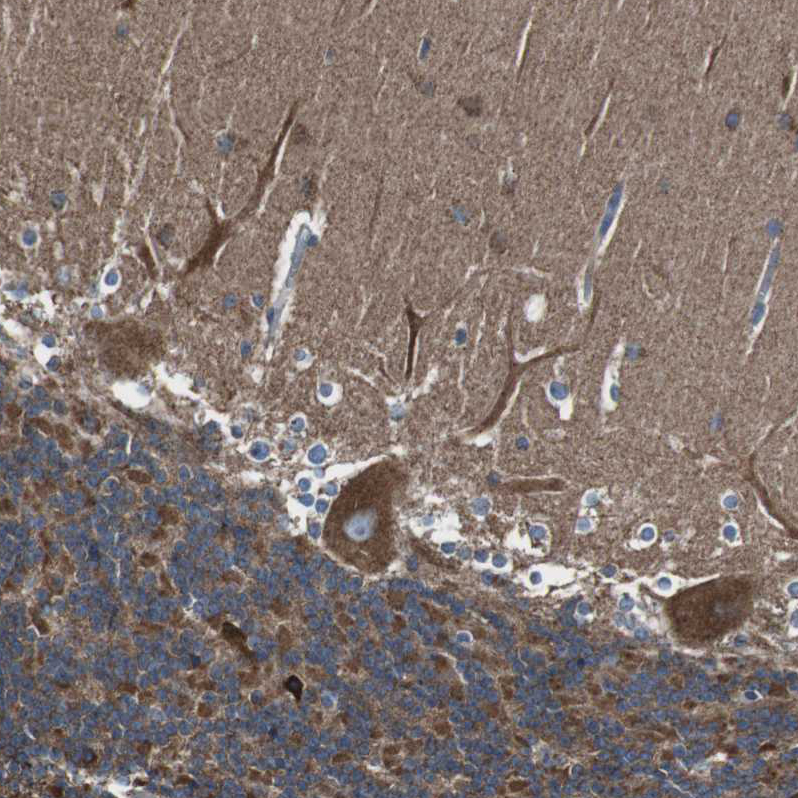 Atlas Antibodies Anti-CISD2 Antibody