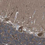 Atlas Antibodies Anti-CISD2 Antibody