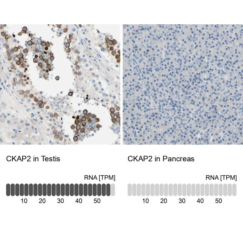 Atlas Antibodies Anti-CKAP2 Antibody