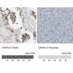 Atlas Antibodies Anti-CKAP2 Antibody