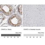 Atlas Antibodies Anti-CKAP2 Antibody