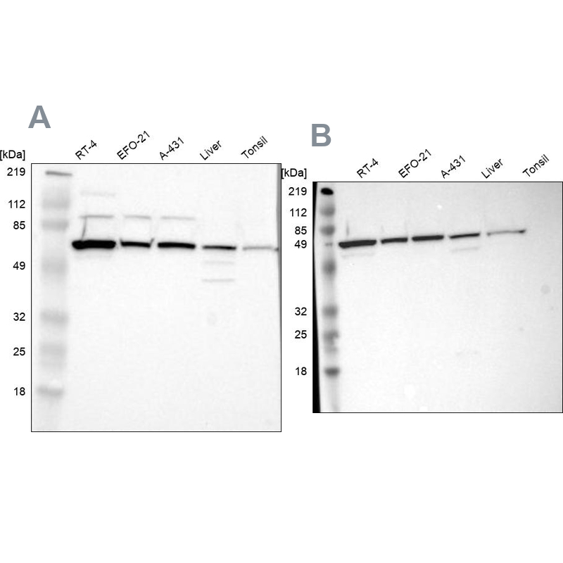 Atlas Antibodies Anti-CKAP4 Antibody