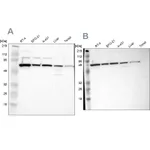 Atlas Antibodies Anti-CKAP4 Antibody
