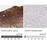 Atlas Antibodies Anti-CKAP4 Antibody