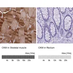 Atlas Antibodies Anti-CKM Antibody