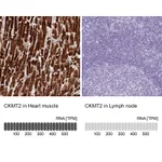Atlas Antibodies Anti-CKMT2 Antibody
