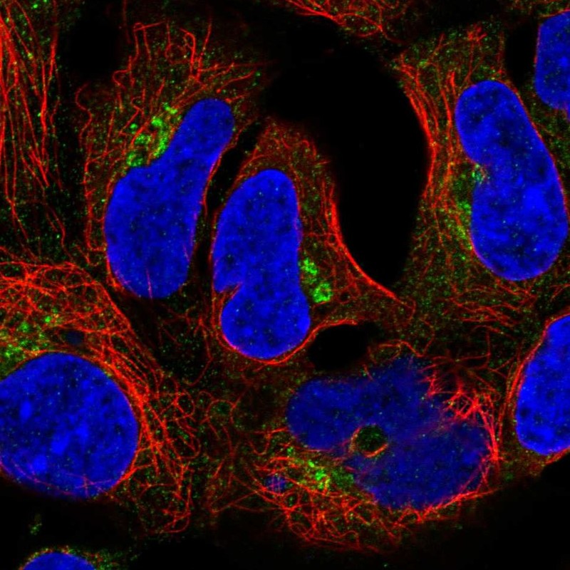 Atlas Antibodies Anti-CLASP2 Antibody