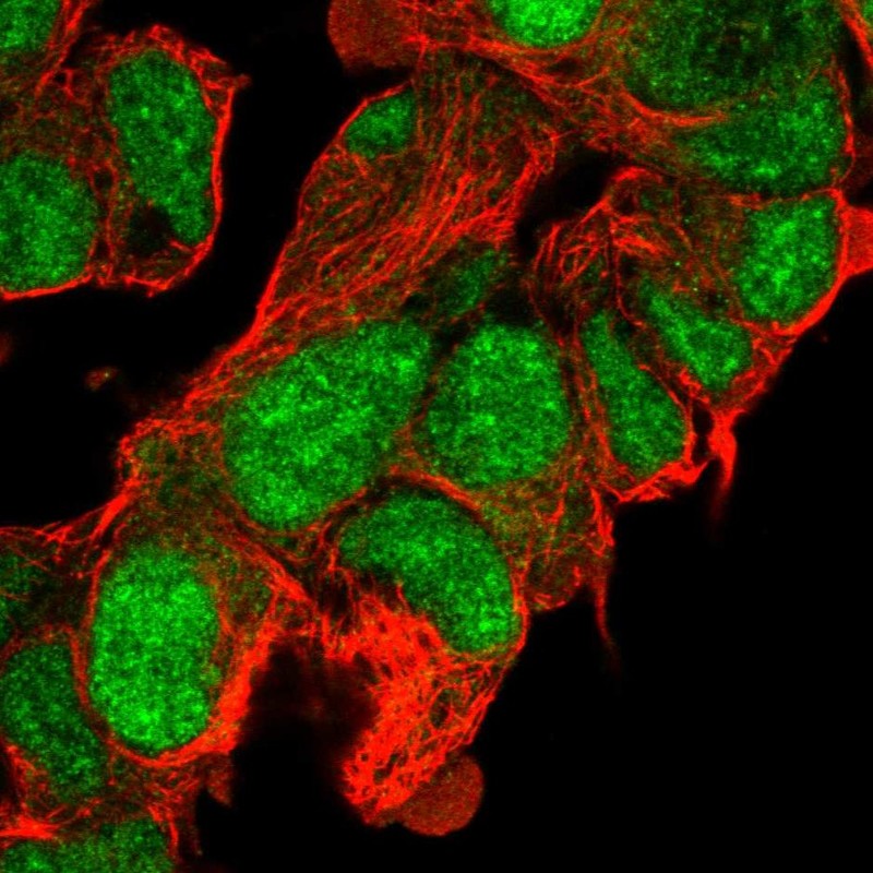 Atlas Antibodies Anti-CLASRP Antibody