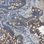 Atlas Antibodies Anti-CLCA4 Antibody