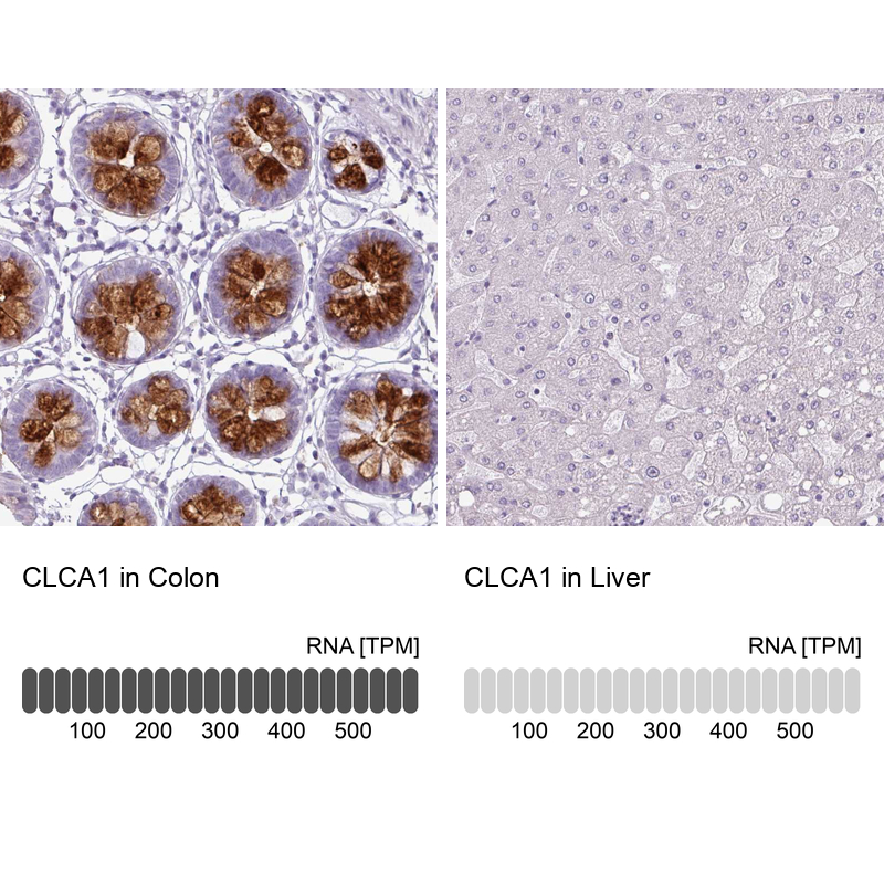 Atlas Antibodies Anti-CLCA1 Antibody