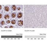 Atlas Antibodies Anti-CLCA1 Antibody