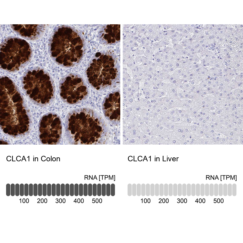 Atlas Antibodies Anti-CLCA1 Antibody