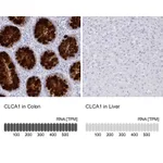 Atlas Antibodies Anti-CLCA1 Antibody