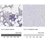 Atlas Antibodies Anti-CLC Antibody