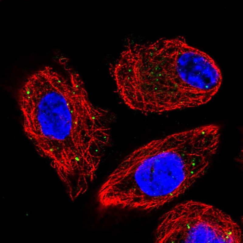 Atlas Antibodies Anti-CLCN4 Antibody