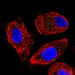 Atlas Antibodies Anti-CLCN4 Antibody