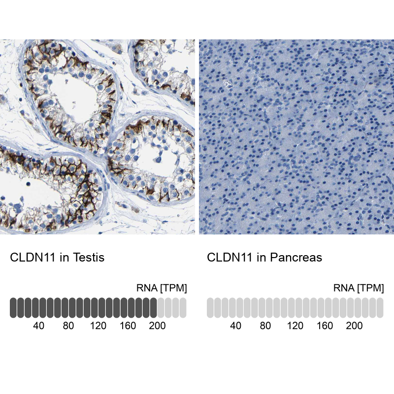 Atlas Antibodies Anti-CLDN11 Antibody