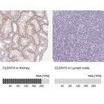 Atlas Antibodies Anti-CLDN10 Antibody